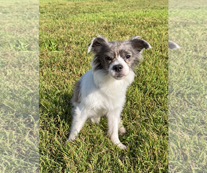 Allie Sep 26 - Female Mutt Dog for Adoption