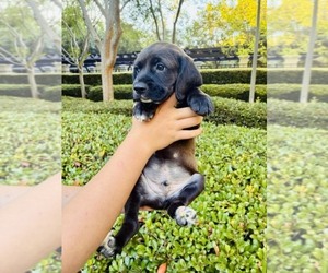 Cocker Spaniel Puppy for sale in IRVINE, CA, USA