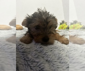 Yorkshire Terrier Puppy for sale in MARTIN, GA, USA