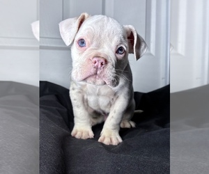 Olde English Bulldogge Puppy for sale in BAY POINT, CA, USA