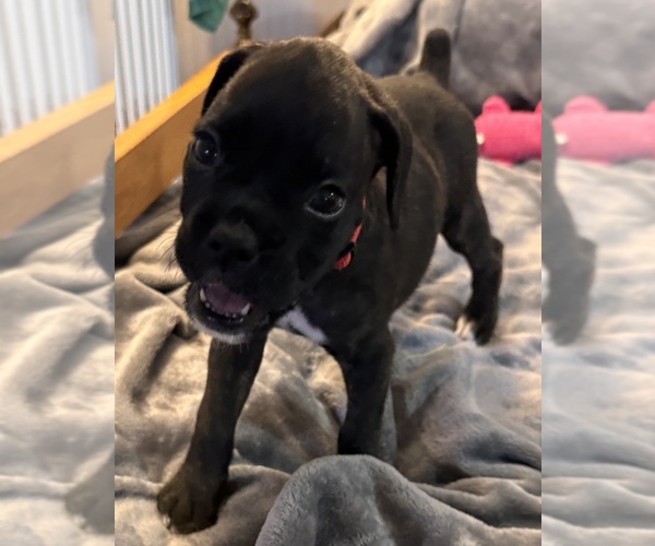 Medium Photo #1 Boxer Puppy For Sale in LANSING, MI, USA