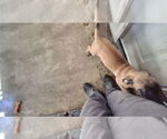 Small #6 Mutt