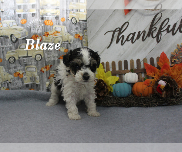 Medium Photo #14 Poodle (Toy) Puppy For Sale in CHANUTE, KS, USA