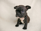 Small Photo #3 French Bulldog Puppy For Sale in BELLEAIR, FL, USA