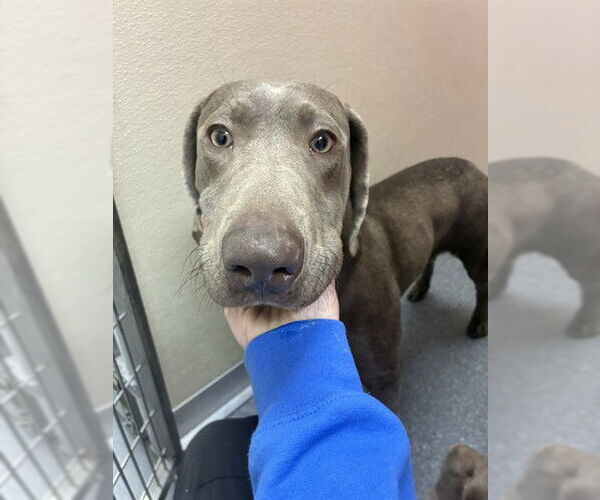 Medium Photo #1 Catahoula Leopard Dog-Unknown Mix Puppy For Sale in Louisville, KY, USA