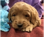 Small Photo #4 Goldendoodle (Miniature) Puppy For Sale in CONOWINGO, MD, USA