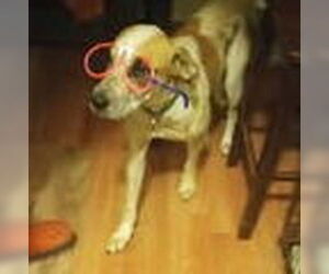 Boba - Female Labrador Retriever-Unknown Mix Dog for Adoption - Photo #5