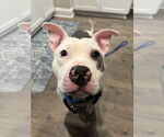 Small #5 American Pit Bull Terrier