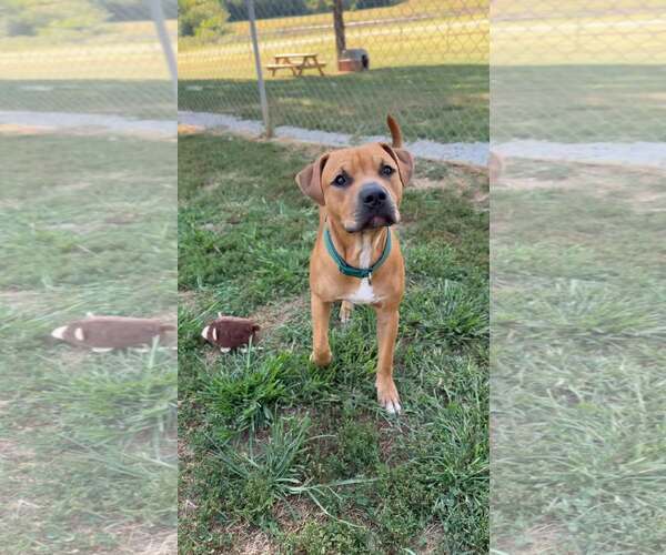 Medium Photo #1 Boxer-Unknown Mix Puppy For Sale in Crystal, MN, USA