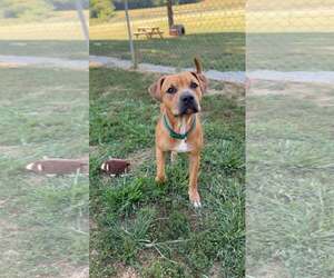 Boxer-Unknown Mix Dogs for adoption in Crystal, MN, USA