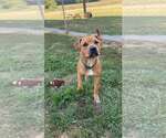 Small Boxer Mix
