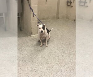American Pit Bull Terrier-Unknown Mix Dogs for adoption in Conroe, TX, USA