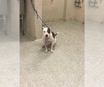 Small American Pit Bull Terrier Mix