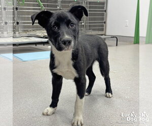 Borador Dogs for adoption in Washington, DC, USA