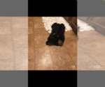 Small Photo #2 Cocker Spaniel Puppy For Sale in BEEVILLE, TX, USA