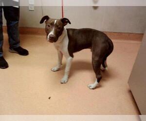 American Pit Bull Terrier-Unknown Mix Dogs for adoption in Martinez, CA, USA