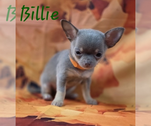 Medium Photo #10 Chihuahua Puppy For Sale in HOMERVILLE, GA, USA