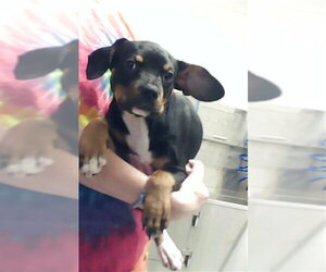 Labrador Retriever-Unknown Mix Dogs for adoption in Fayetteville, NC, USA