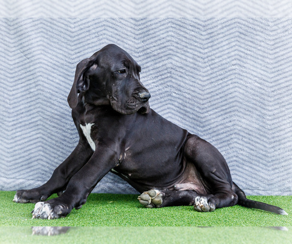 Medium Photo #3 Great Dane Puppy For Sale in WAKARUSA, IN, USA