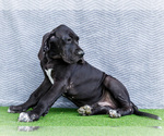 Small #2 Great Dane