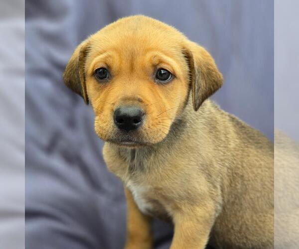 Medium Photo #1 Labrador Retriever-Unknown Mix Puppy For Sale in San Diego, CA, USA