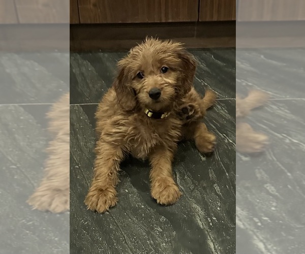 Medium Photo #1 Goldendoodle (Miniature) Puppy For Sale in CHULA VISTA, CA, USA