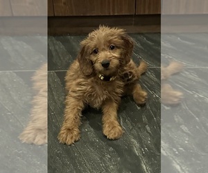 Goldendoodle (Miniature) Puppy for sale in CHULA VISTA, CA, USA