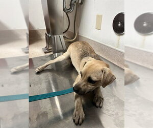 Chihuahua Dogs for adoption in Bakersfield, CA, USA