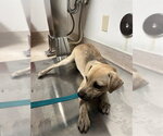 *SUMMER - Male Chihuahua Dog for Adoption - Small photo
