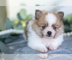 Small #4 Pomeranian