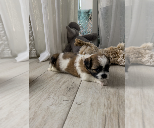 Medium Photo #5 Zuchon Puppy For Sale in CLERMONT, FL, USA