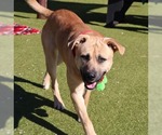 Small #9 Black Mouth Cur Mix