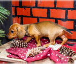 Small #10 Dachshund