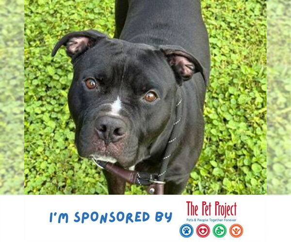 Medium Photo #2 American Staffordshire Terrier Puppy For Sale in Fort Lauderdale, FL, USA