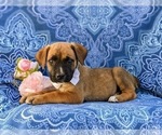 Small Photo #2 Boerboel Puppy For Sale in OXFORD, PA, USA