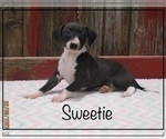 Puppy 3 Italian Greyhound