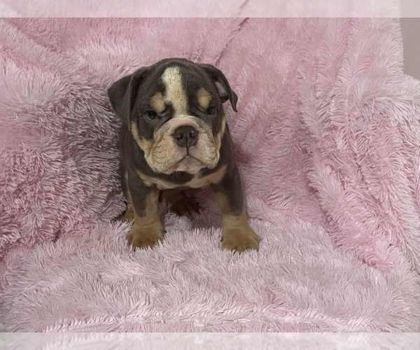 Medium Photo #9 English Bulldog Puppy For Sale in BOSTON, MA, USA