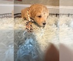 Puppy Red boy Poochon