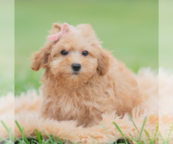 Medium Photo #4 Maltipoo (Miniature) Puppy For Sale in WARSAW, IN, USA
