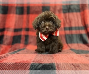 ShihPoo Puppy for Sale in LAKELAND, Florida USA