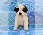 Small Photo #2 Saint Bernard Puppy For Sale in LANCASTER, PA, USA