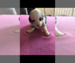 Small Photo #2 Australian Shepherd Puppy For Sale in RUTLEDGE, TN, USA
