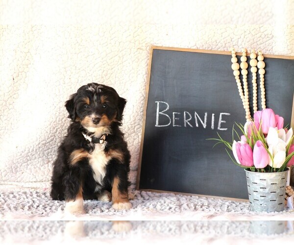 Medium Photo #3 Miniature Bernedoodle-Poodle (Miniature) Mix Puppy For Sale in GREENEVILLE, TN, USA