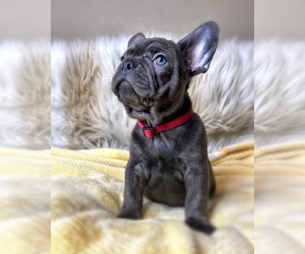 Medium Photo #5 French Bulldog Puppy For Sale in OJAI, CA, USA