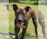 Small #1 Mountain Cur Mix