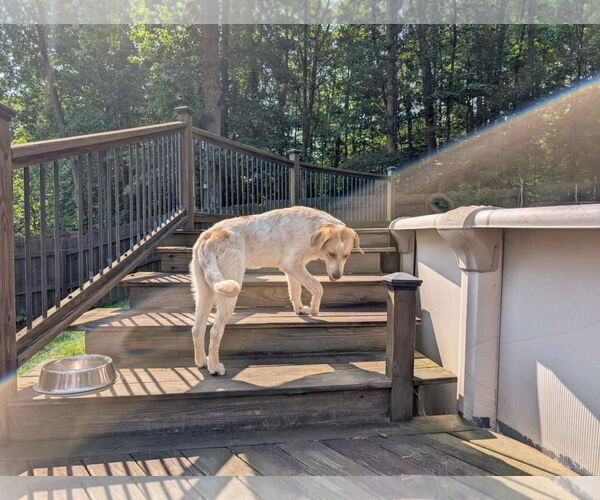 Medium Photo #7 Great Pyrenees-Retriever  Mix Puppy For Sale in Fultonham, NY, USA