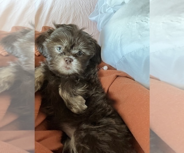 Medium Photo #1 Shih Tzu Puppy For Sale in GILBERT, AZ, USA
