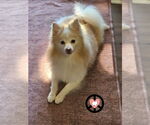 Small Pomeranian