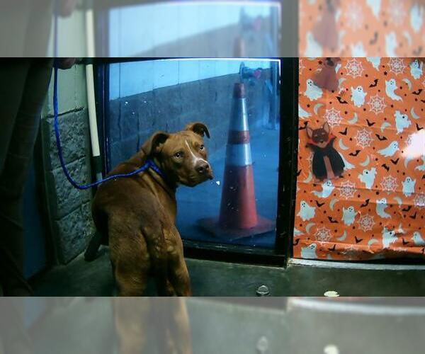 Medium Photo #1 American Pit Bull Terrier-Unknown Mix Puppy For Sale in Tulsa, OK, USA