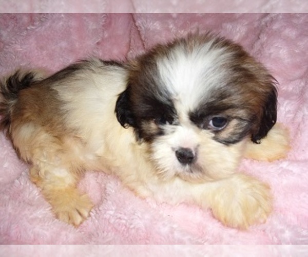 Medium Photo #3 Shih Tzu Puppy For Sale in MADISON, MS, USA